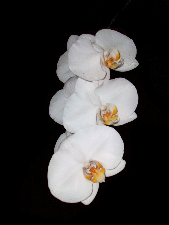 "Orquidea" de Diego Cazorla Artieda