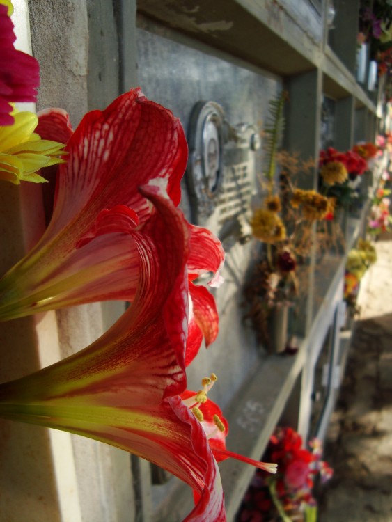 "Cementerio Club" de Mara Emilia Leonor Fornero