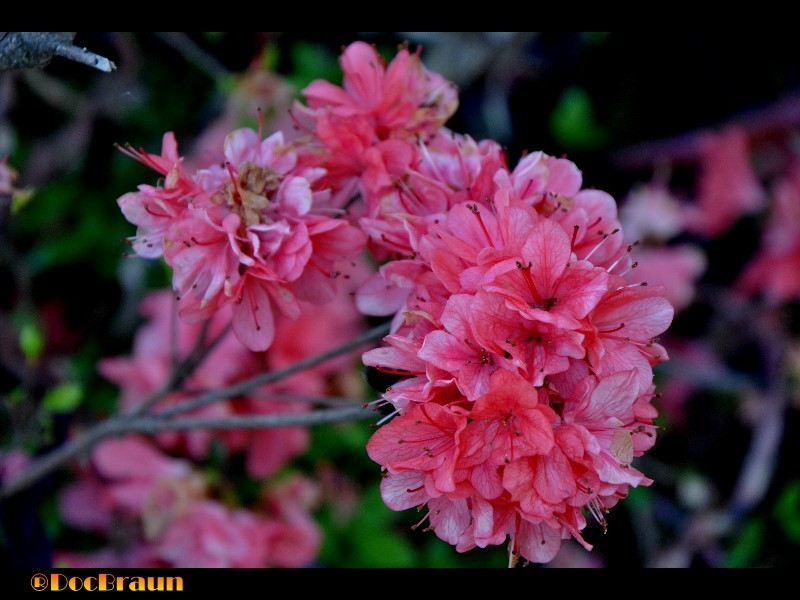 "Flores de primavera" de Juan Jos Braun