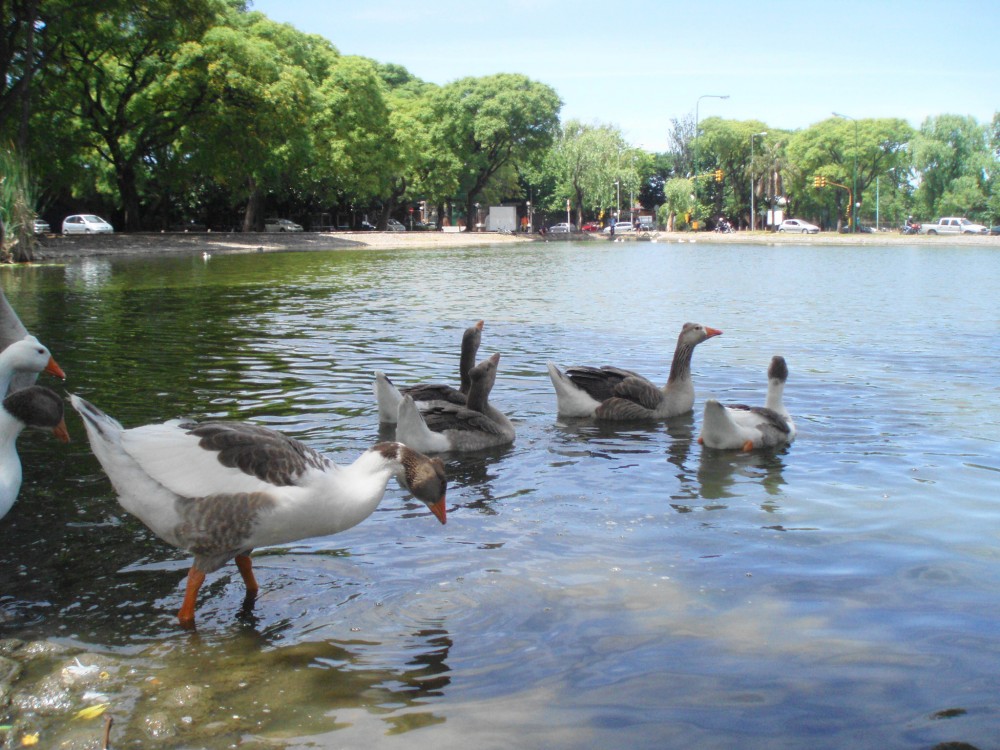 "Al agua...patos" de Alejandra Gientikis Tarantino