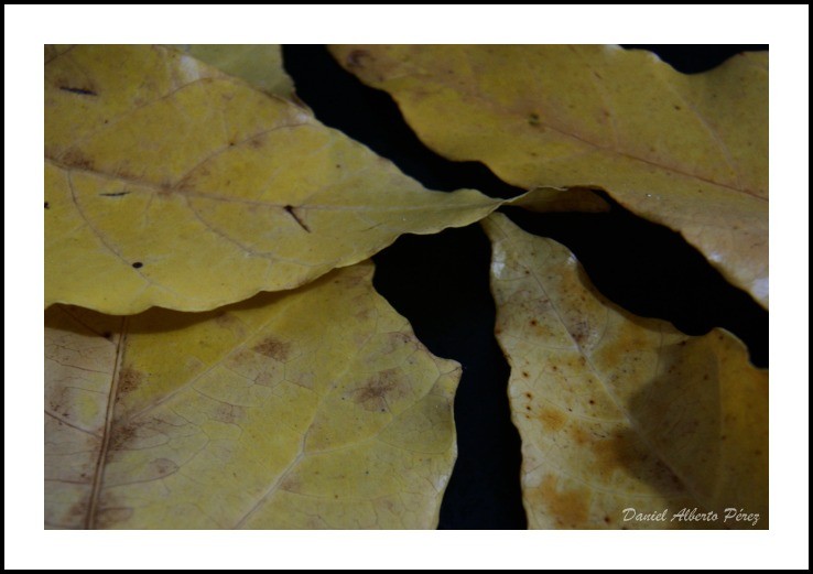 "hojas otoales" de Daniel Alberto Prez