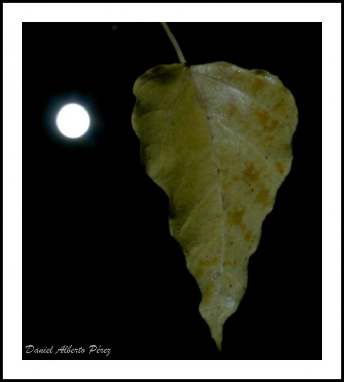 "hoja cada a la luz de la luna..." de Daniel Alberto Prez
