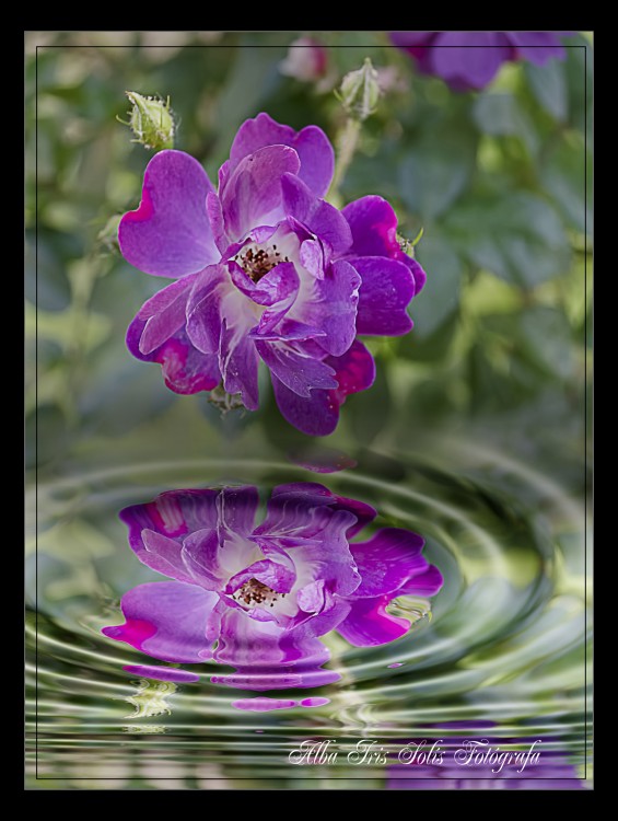 "Reflection" de Solis Alba Iris