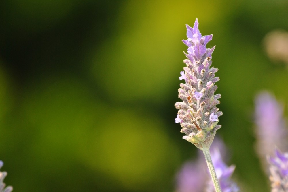 "Lavanda." de Juan Manuel Martnez.