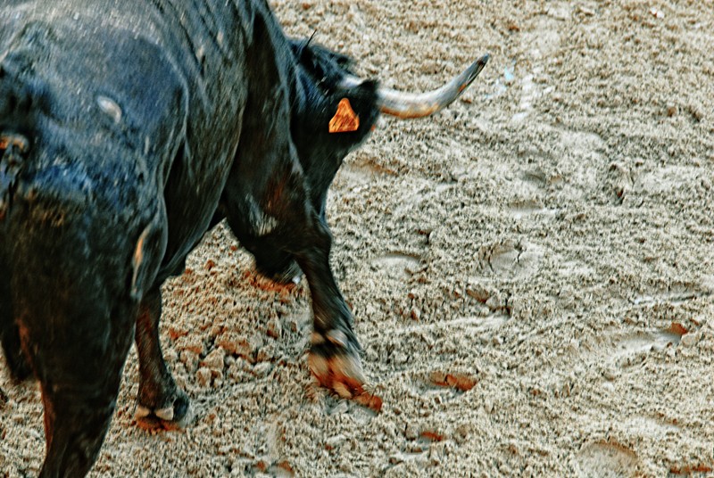 "Toro." de Mauricio Alejandro Granata.