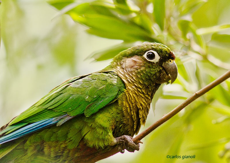 "Chiripepe cabeza verde" de Carlos Gianoli