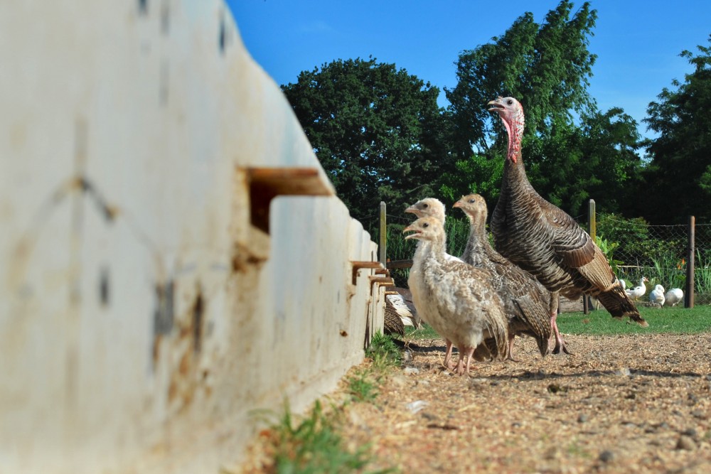 "En la granja" de Fabin Gmez