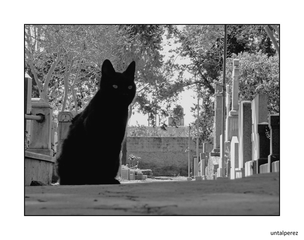 "Black cat" de Daniel Prez Kchmeister
