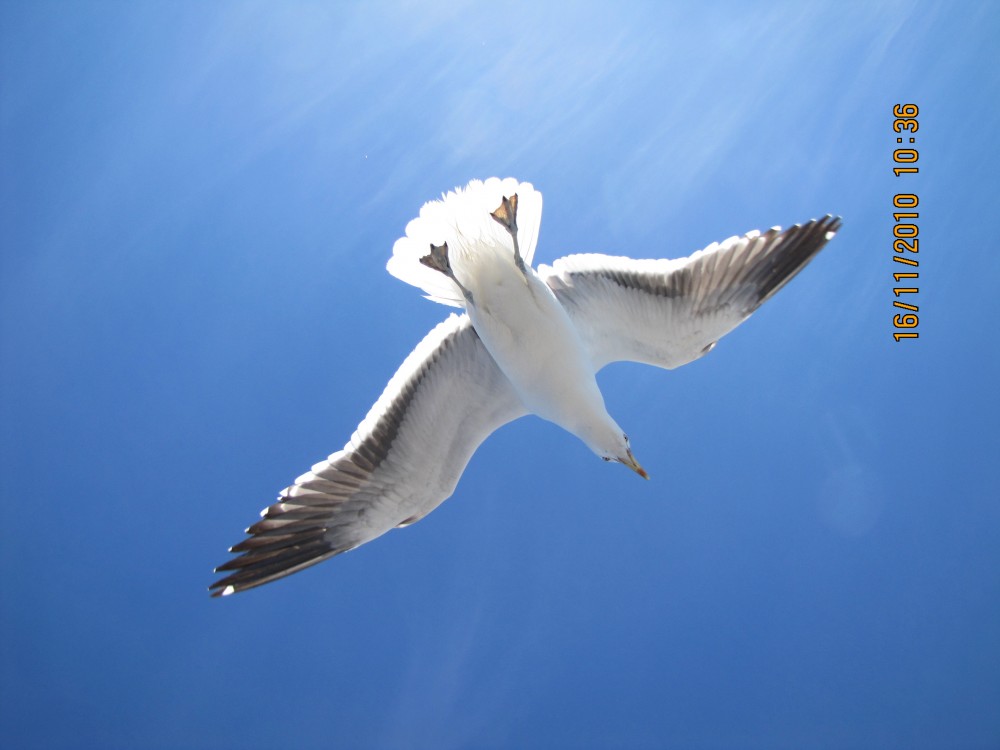 "Gaviota - Lago Nahuel Huapi - Bariloche" de Susana Muniagurria