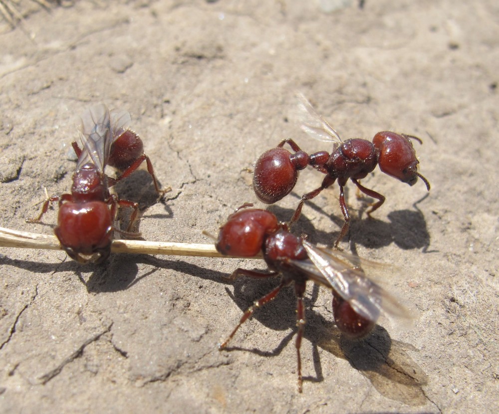 "hormigas" de Sandra Patricia Tello