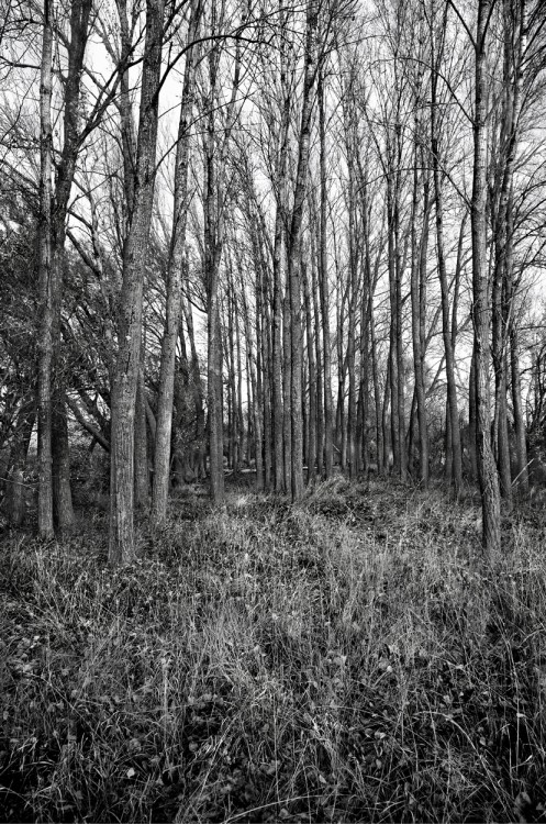 "bosque" de Miguel Vallinas Prieto
