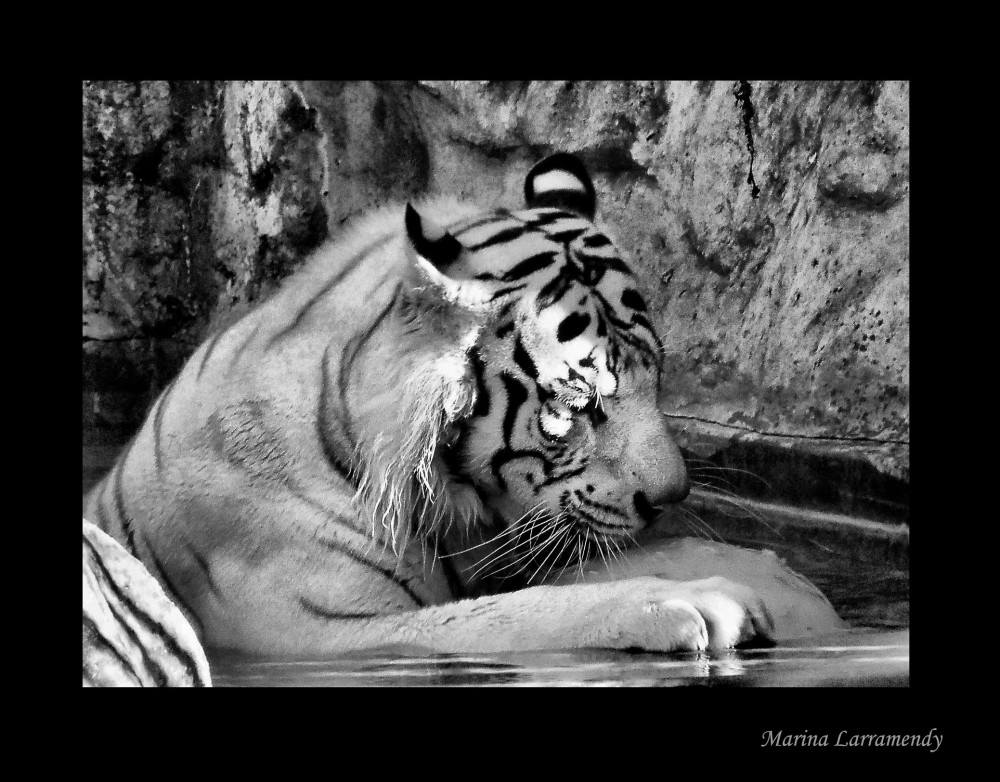 "Retrato de un Tigre..." de Marina Larramendy