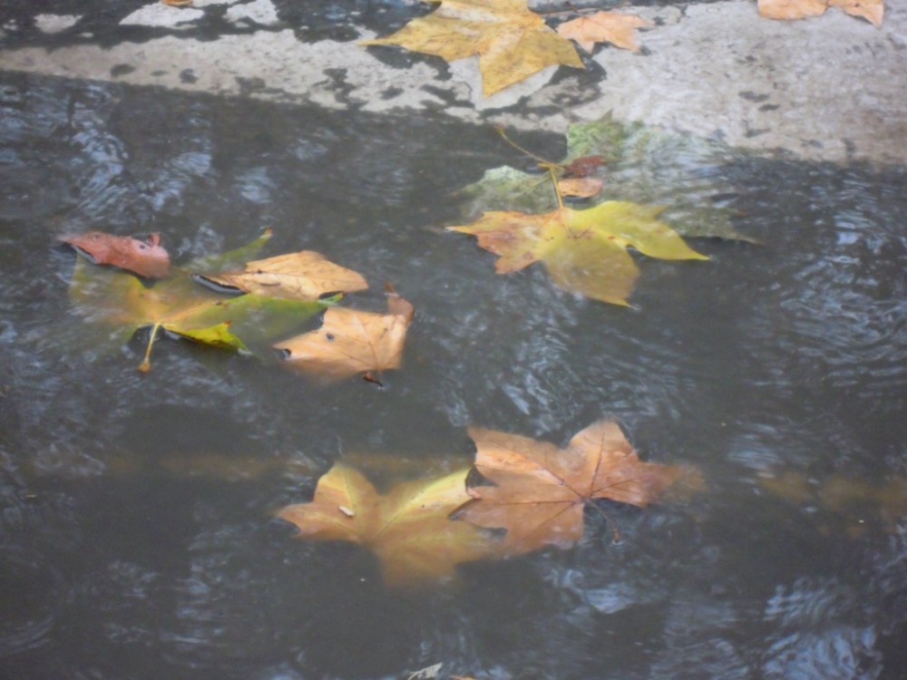"lluvia sobre las hojas ......" de Rosa Mara Olivn