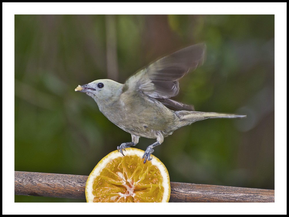 "pajaro naranja" de Jose Luis Anania