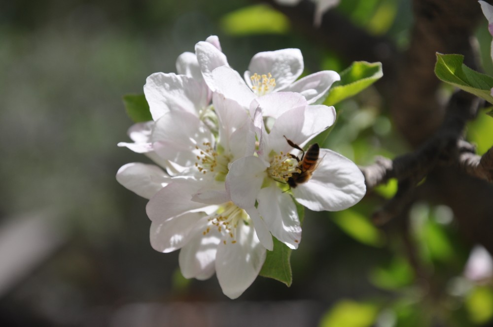 "manzano en flor" de Jose Alberto Vicente