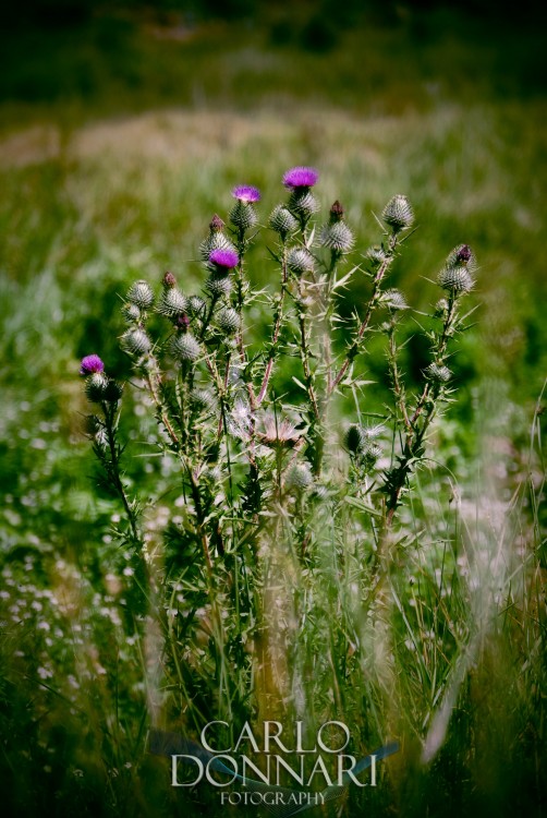 "Flores silvestres" de Carlo Donnari