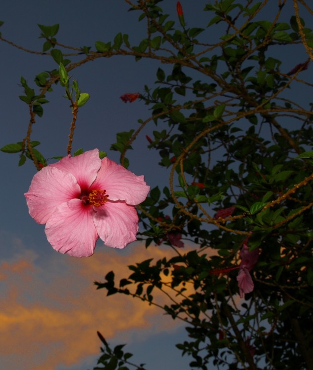 "Mi rosa china" de Hugo Daniel Luguercho