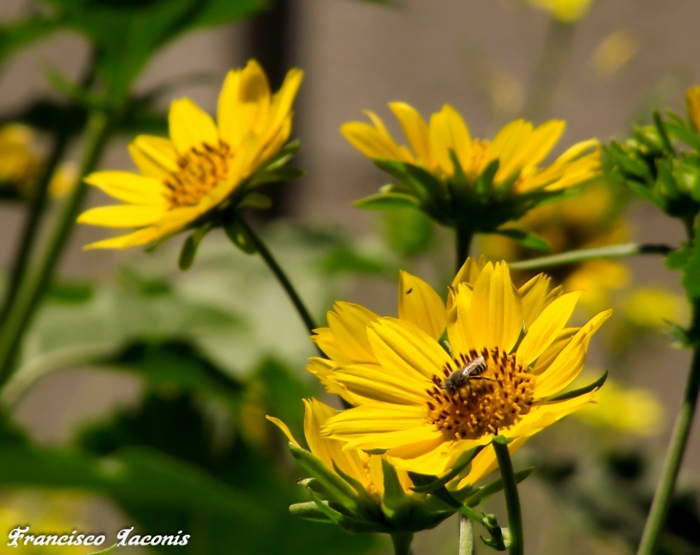 "Flores" de Francisco Iaconis