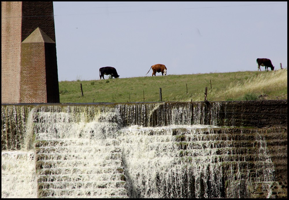 "Tres vacas tres" de Jos Ignacio Barrionuevo