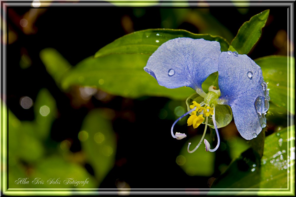 "Celeste cielo" de Solis Alba Iris