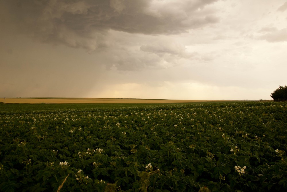 "La flor en la papa y la lluvia en el cielo" de Santiago Cacace