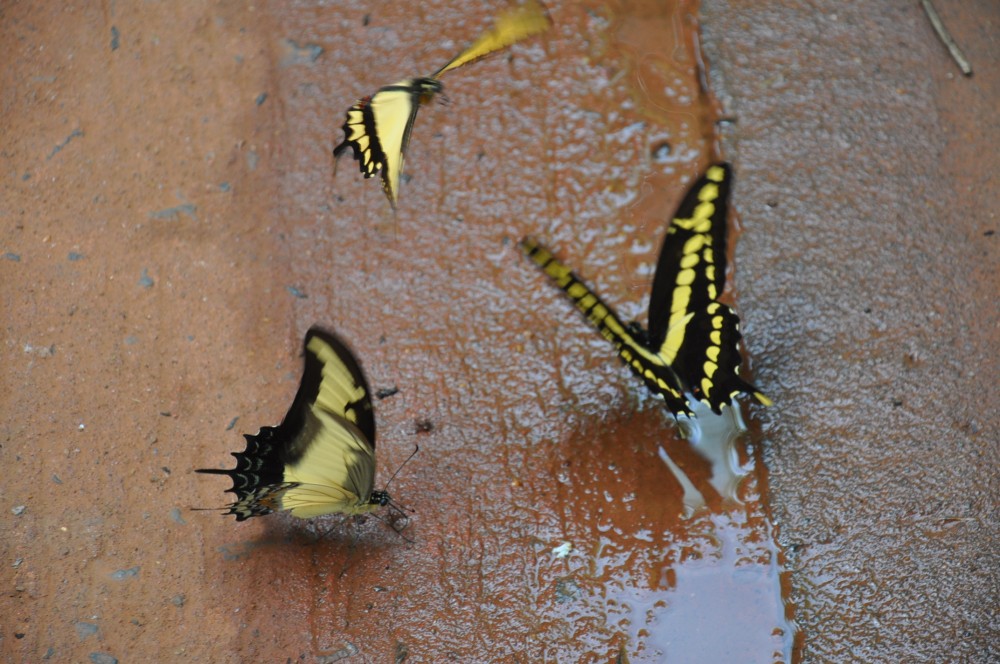 "mariposas argentinas" de Jose Alberto Vicente