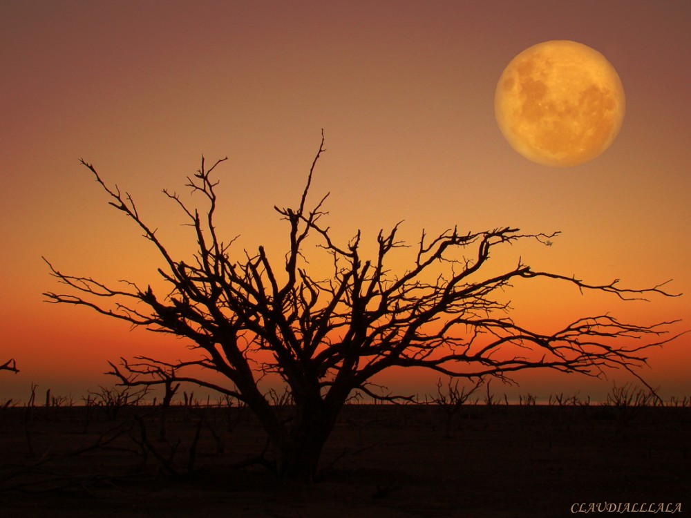 "El rbol enamorado de la luna" de Claudia Alejandra Allala