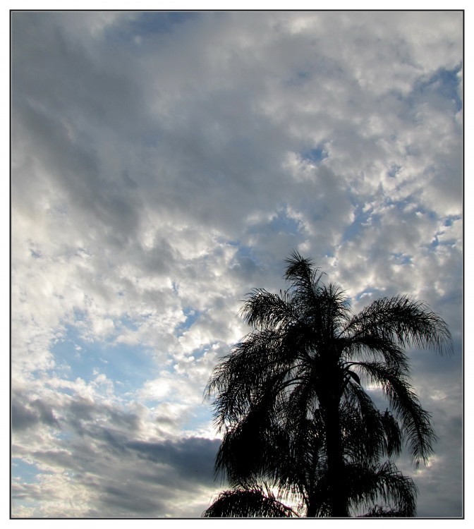 ".Palmera y cielo BR1" de Isidro Solrzano