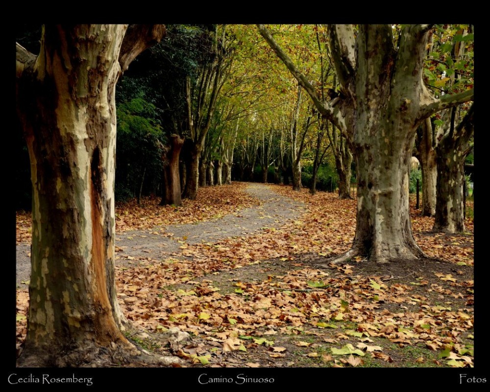 "Camino sinuoso" de Viviana Braga