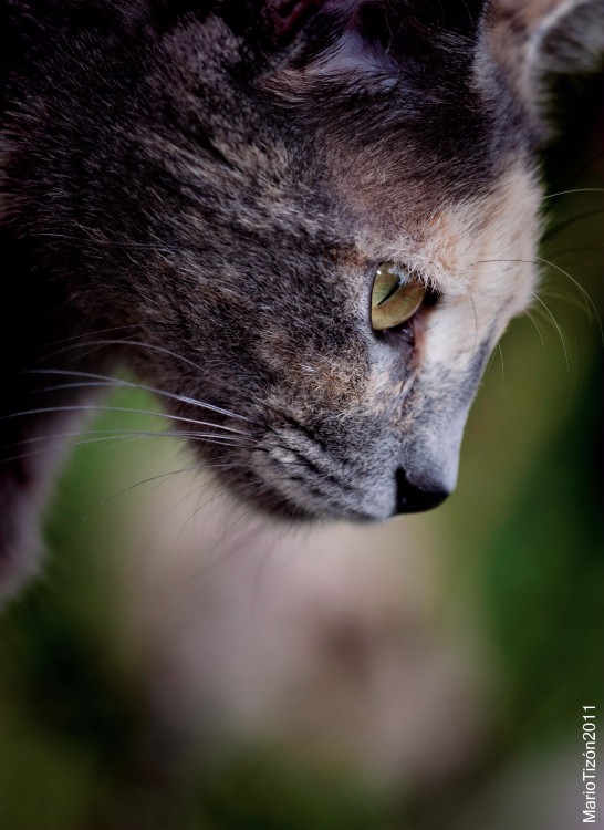 "Perfil de una mirada." de Mario Tizn