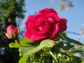 Mis rosas 2