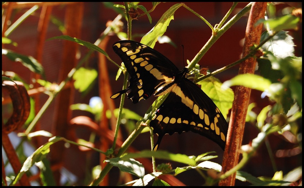 "Mariposa limonero...." de Romina Esponda