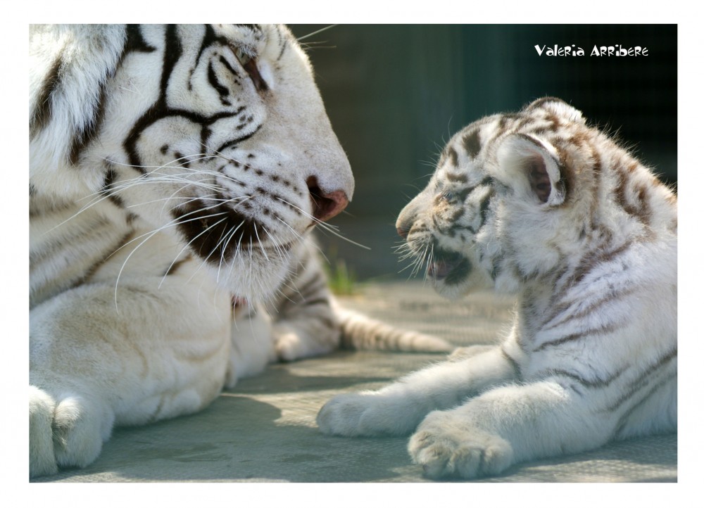 "Charlando con Mam..." de Valeria Arribere