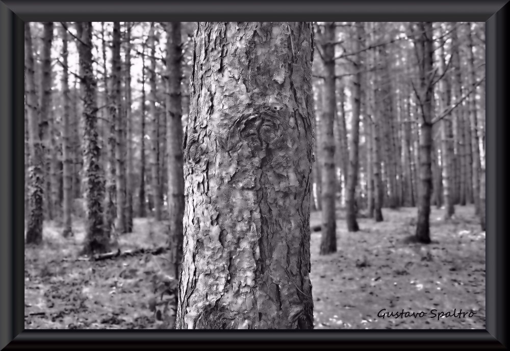 "un rbol, un bosque" de Gustavo Spaltro