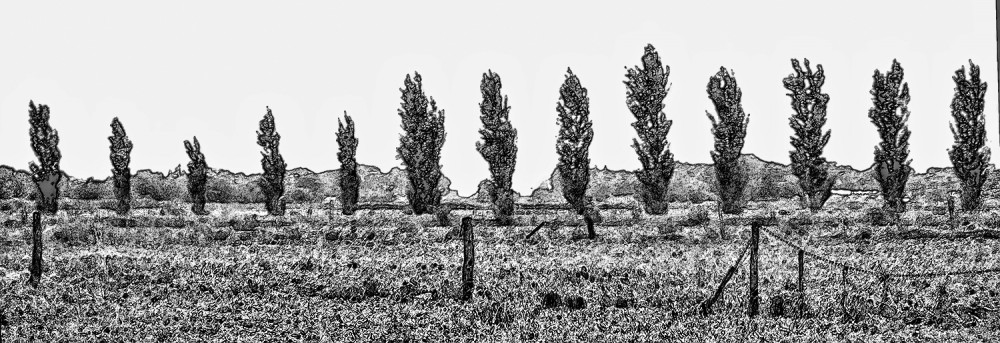 "Dibujando el campo" de Maria Cristina Silva