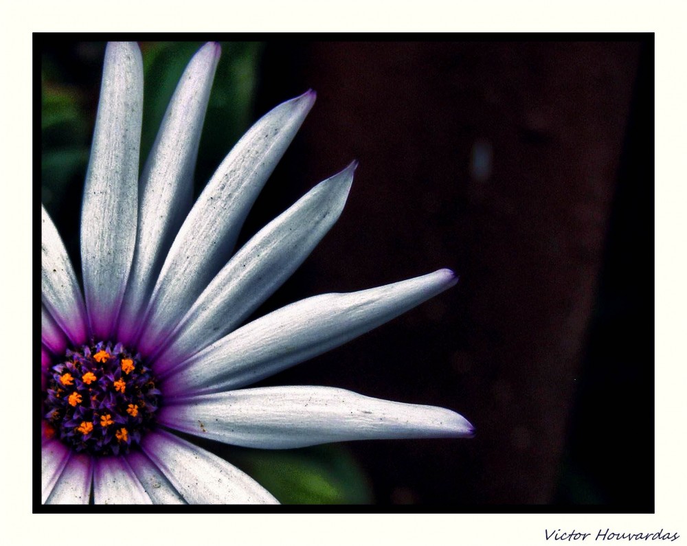 "tan solo una flor" de Victor Houvardas