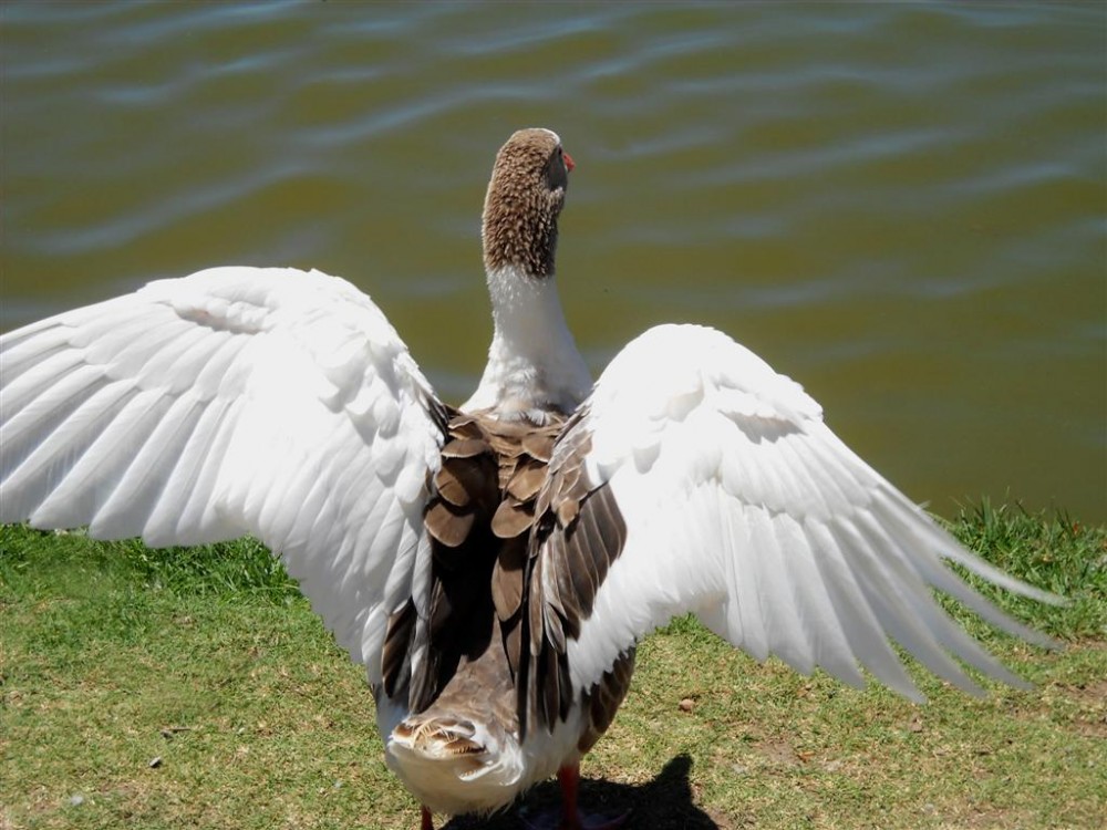 "3,2,1, Ah voy !!!!" de Beatriz Benger