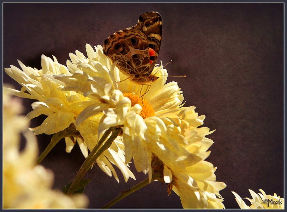 "Mariposa otoal" de Mirta Steinberg