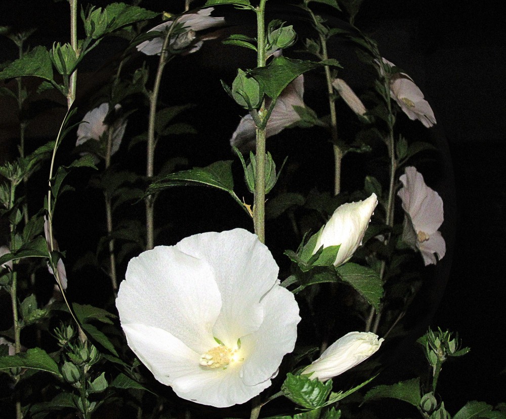 "HIBISCUS DE NOCHE" de Hugo Zadunaisky