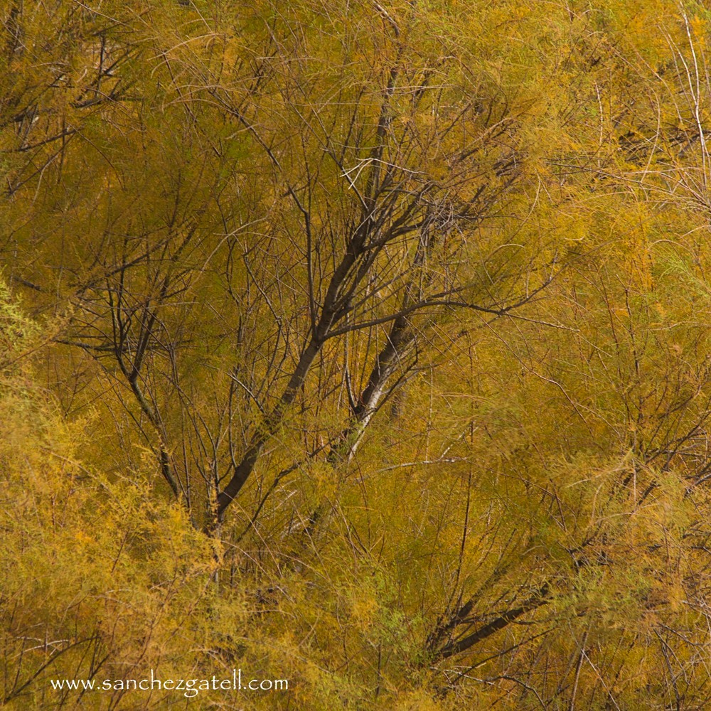 "Oro" de Eduardo Snchez Gatell