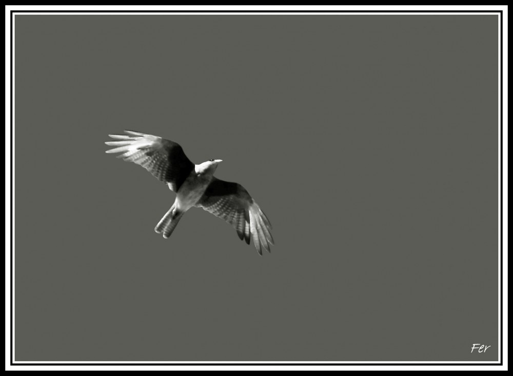 "`Libre como el viento`" de Fer Lamon