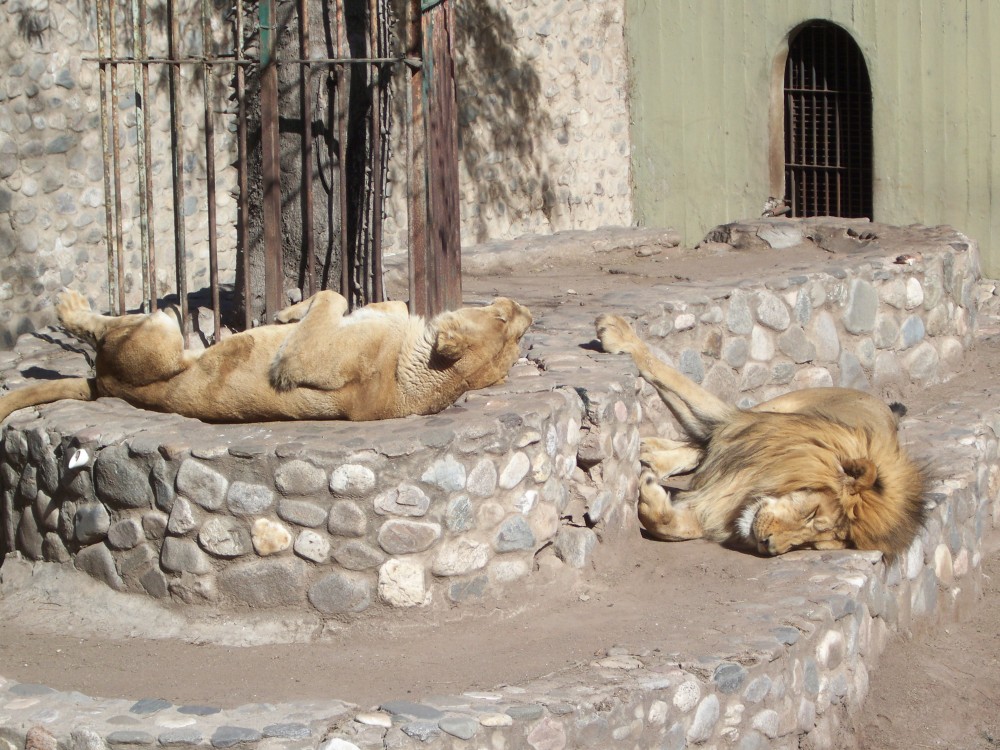 "siesta en el zoo!" de Mercedes Claudia Ortiz