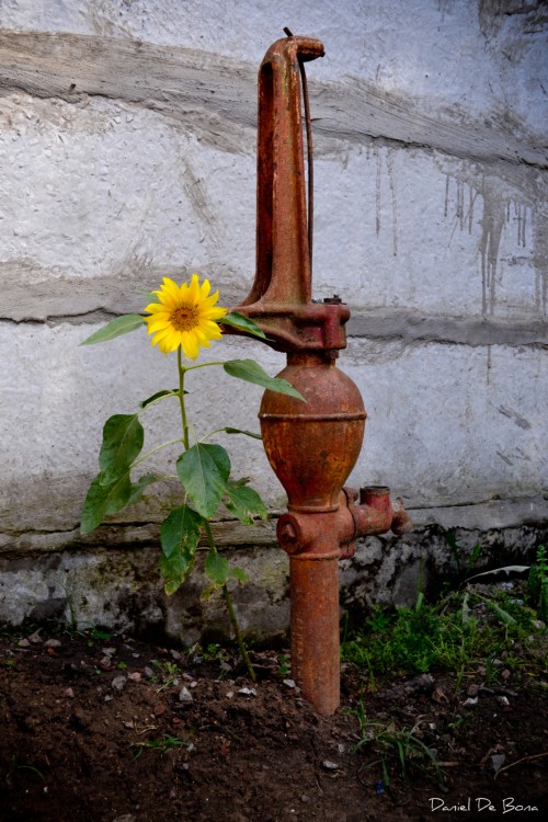 "Girasol" de Daniel De Bona