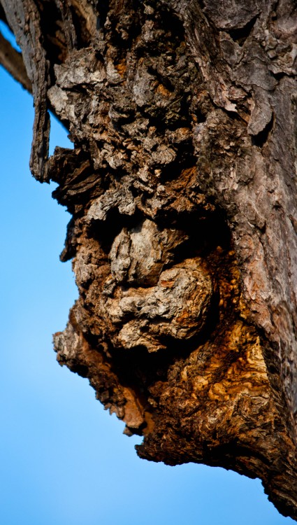 "Naturaleza estraa" de Arturo Mozcozo