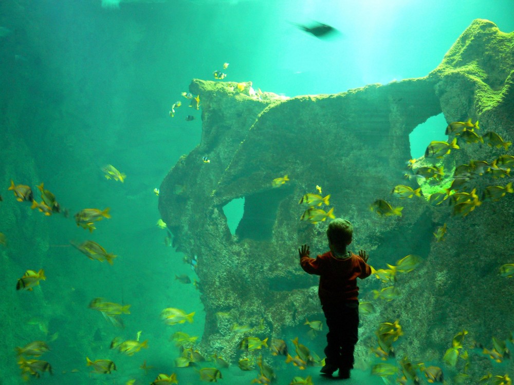 "El acuario" de Alejandra Ruiz de Mendarozqueta