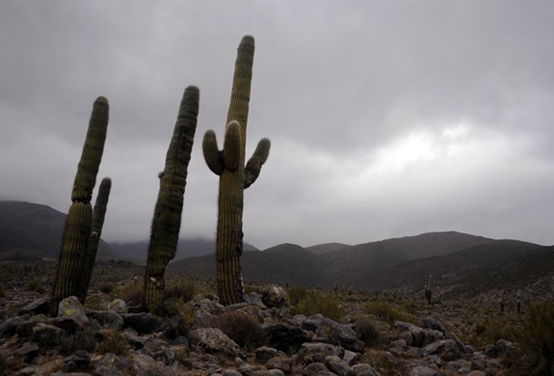 "Cactus cordobs" de Tomas Marina