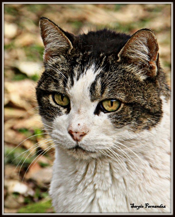 "Felino" de Sergio Fernandez