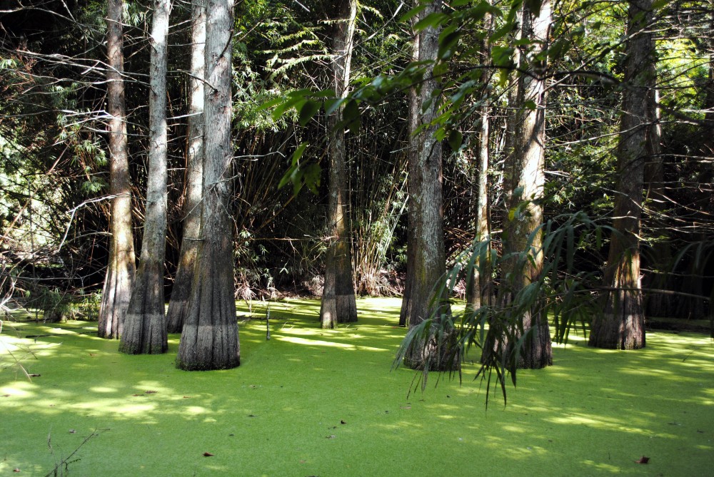 "Estanque natural" de Tomas Marina