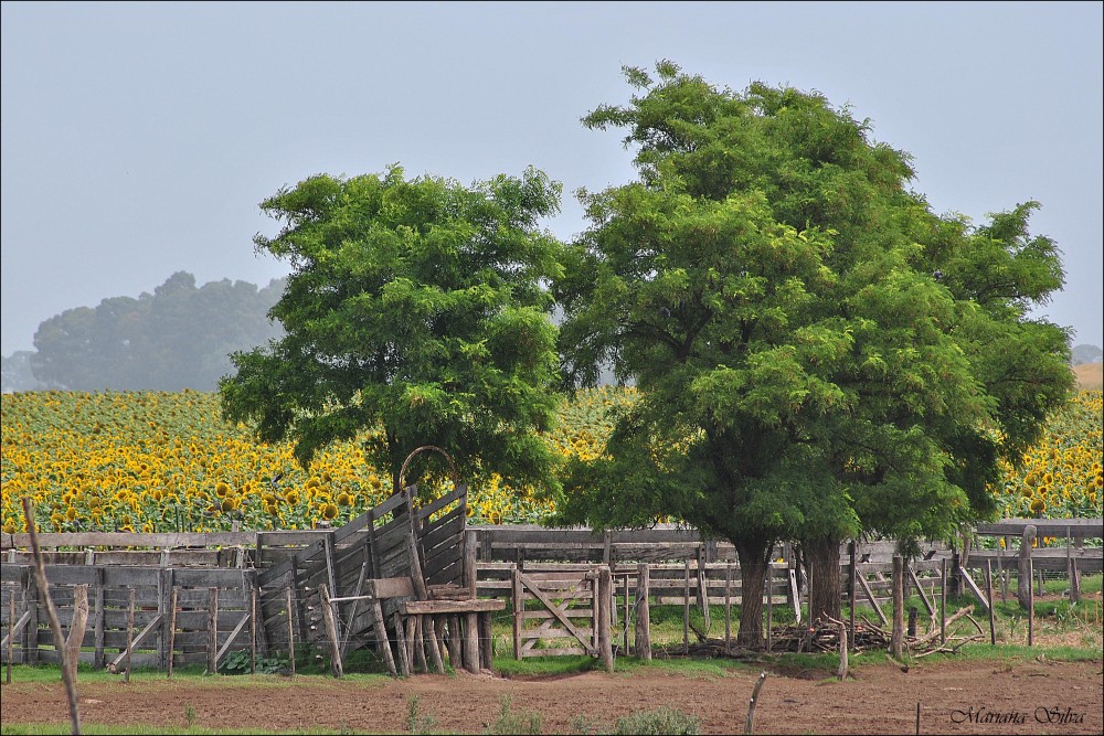 "Girasoles" de Mariana Silva