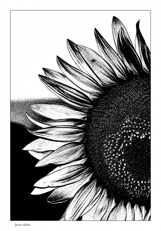 "Girasol intervenido" de Javier Adam